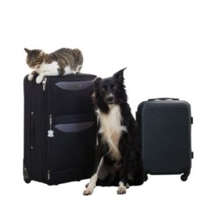 pets with luggage